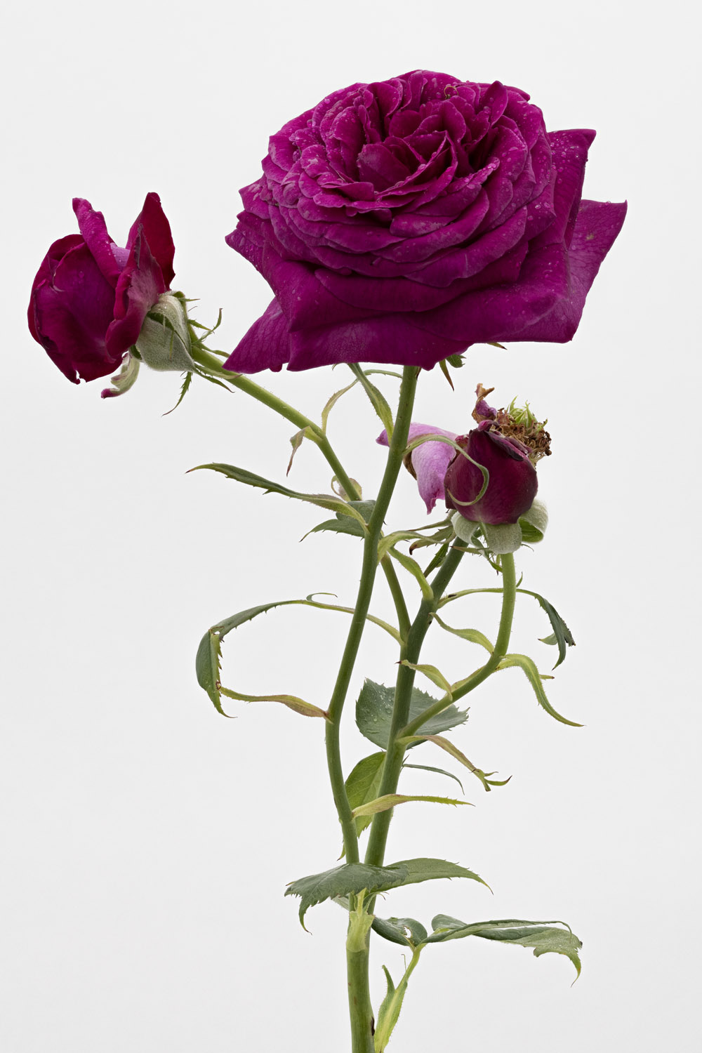 Jardin de Bagatelle #pierrejosephredout&eacute;